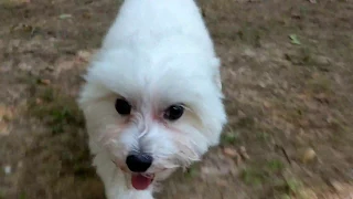 Manny -  5 yr old aggressive maltipoo - before/after 2 week Board and Train