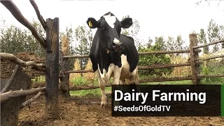 Dairy Farming - Seeds Of Gold TV Season 2 Episode 6