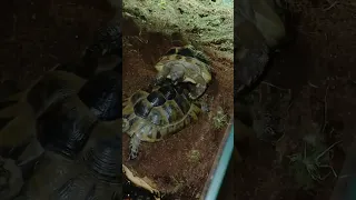 Schau mal das Video von Schildkröten