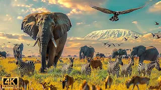 4K African Wildlife: Mana Pools National Park - Scenic Wildlife Film With Real Sounds #4