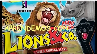 LIONS AND CO. , ANIMALES BLANDITOS, LEONES Y COMPAÑÍA,