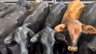 Calf Sales
