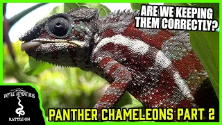 PANTHER CHAMELEONS IN THE WILD! Part 2 (Are we keeping them correctly?)