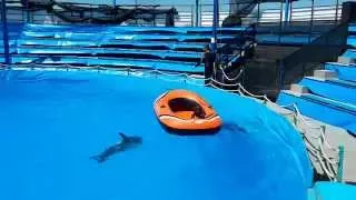 Новороссийск. Катание на дельфинах в лодке.