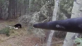 Bear hunting.   охота на медведя смотреть !