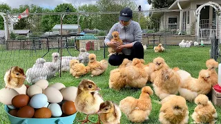 How I Keep My Birds Healthy - Moving Birds To Breeding Pen - Collecting Peahen Eggs To Sell & Hatch