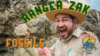 How to find Fossils | Nature Education for Kids