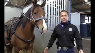 LAPD Mounted Unit