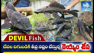 Devil Fish | హడలెత్తిస్తున్న దెయ్యం చేప  | Fish Farming in Andhrapradesh |Aqua Factory