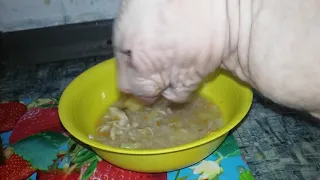 кот сфинкс кушает
