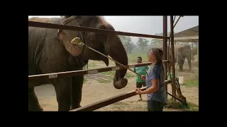 Positive Reinforcement Target Training with Elephants