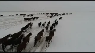 Hundreds of Horses Running through Snow Create Magnificent View in Northwest China