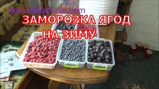 Berry freezing - raspberries, currants, blueberries, blackberries.