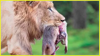 23 Amazing Moments Predators Hunting Helpless Baby Animals