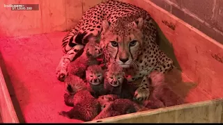 St. Louis Zoo cheetah cubs continue to thrive