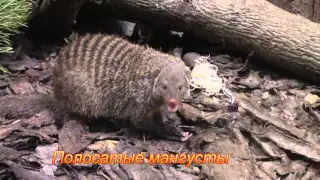 Тропические хищники Ленинградского зоопарка / Tropical predators of the Leningrad zoo