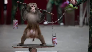 Xiếc khỉ, con khỉ, monkey | xiếc thú hay nhất tại Làng Miêu Nha , Phường Tây Mỗ