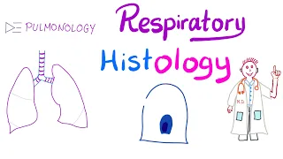 Respiratory Histology: What’s in your lung? | Larynx, Trachea, Bronchi, Bronchioles, Alveoli