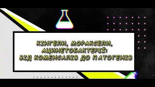 КІНГЕЛИ, МОРАКСЕЛИ, АЦИНЕТОБАКТЕРІЇ: ВІД КОМЕНСАЛІВ ДО ПАТОГЕНІВ