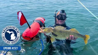 Spearfishing for Walleye, Bow Fishing, Food Plots; Michigan Out of Doors TV #2327