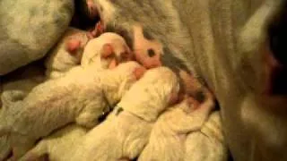 Dharma's puppies - all nine of them