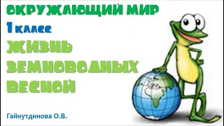 Окружающий мир, 1 класс «Жизнь земноводных весной», Гайнутдинова О.В