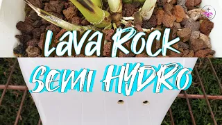 Lava Rock for Orchids in Semi Hydro | How does it work? Limitations | Best Practices #ninjaorchids