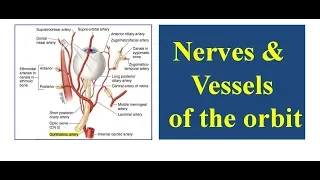 Nerves and Vessels of the Orbit