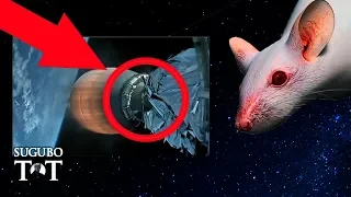 Мышь в Космосе - доказательство обмана NASA или просто иллюзия?