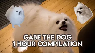 Gabe The Dog Compilation | 10 HOURS OF BEST VIDEOS