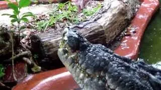 The worlds largest crocodile in captivity "Cassius" having his lunch: Green Island, Australia