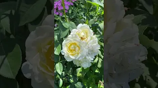 Роза чайно-гибридная Шопен #flower #rose #garden