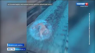 Тушу тигра обнаружили на железнодорожном перегоне в Вяземском районе