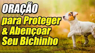 ORAÇÃO PARA PROTEGER E ABENÇOAR SEU BICHINHO DE ESTIMAÇÃO