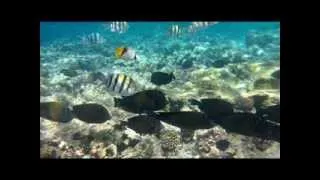 Red Sea underwater Sharm el Sheikh February 2014