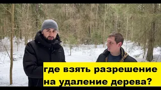 Где взять разрешение на удаление дерева?