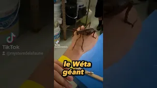 L'insecte le plus gros du monde : Le Wéta Géant 🦗 #insectes #criquet #insecte #animal #nature