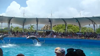 Top Deck Dolphin Show - July 18, 2017 - Miami Seaquarium