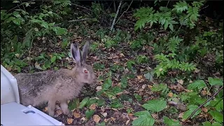 Ночной выпуск. Стая русаков вышла на охоту *,...,*