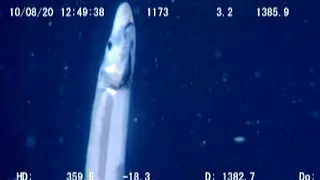 9 Strange Deep Ocean ROV Findings From Japan № 2🇯🇵