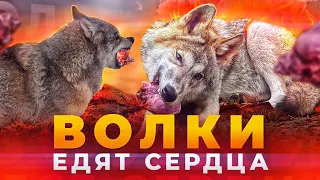 Любимое лакомство Волка.  Чавес и Фенрир съедают 12 кг мяса в день.