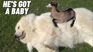 GIANT GUARD DOG HAS A NEW BABY GOAT BUDDY