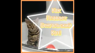 Как плавает бенгальский кот?