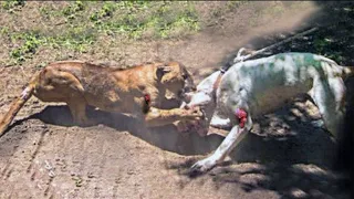 Dog VS Lion -Real Fight Video Ever