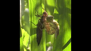 Emerging Beauty : Dragonfly metamorphosis