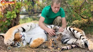 FANTASY! Man milking a tigress! Tiger and man is friendly!