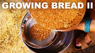 Growing Bread II: Harvest to oven