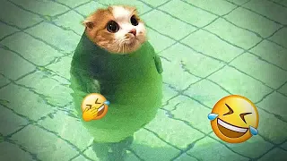 Try Not To Laugh 🤣 New Funny Cats And Dogs Video 😺