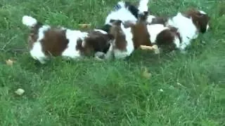 щенки ши тцу играют  Shih Tzu puppies are playing  6