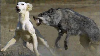 Неожиданная встреча волка с собакой ставшая известной на весь мир. История волка Ромео
